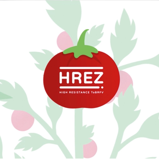 tomatoVirus