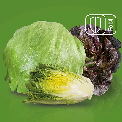 安莎新生菜