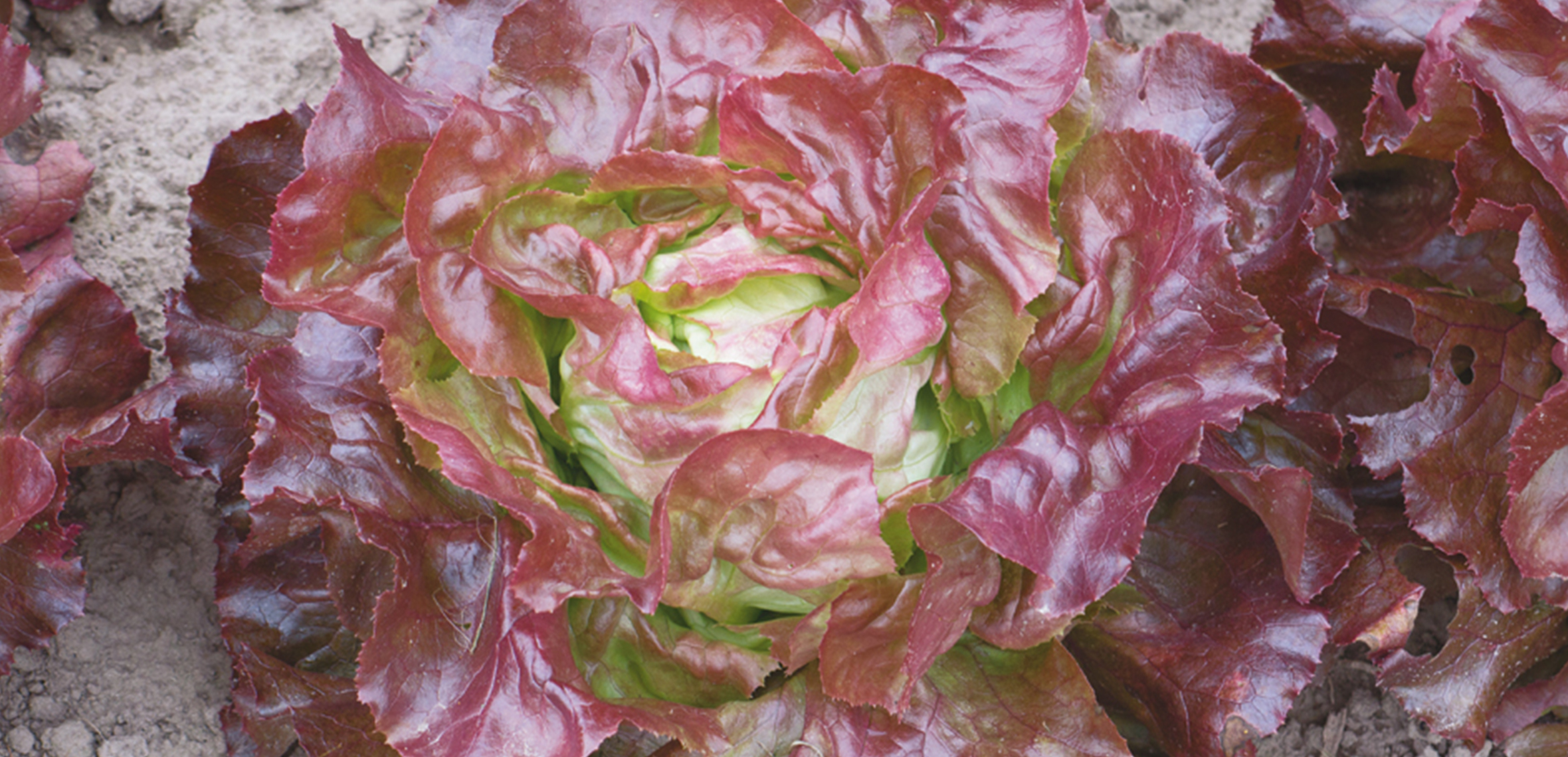安莎生菜 安莎生菜