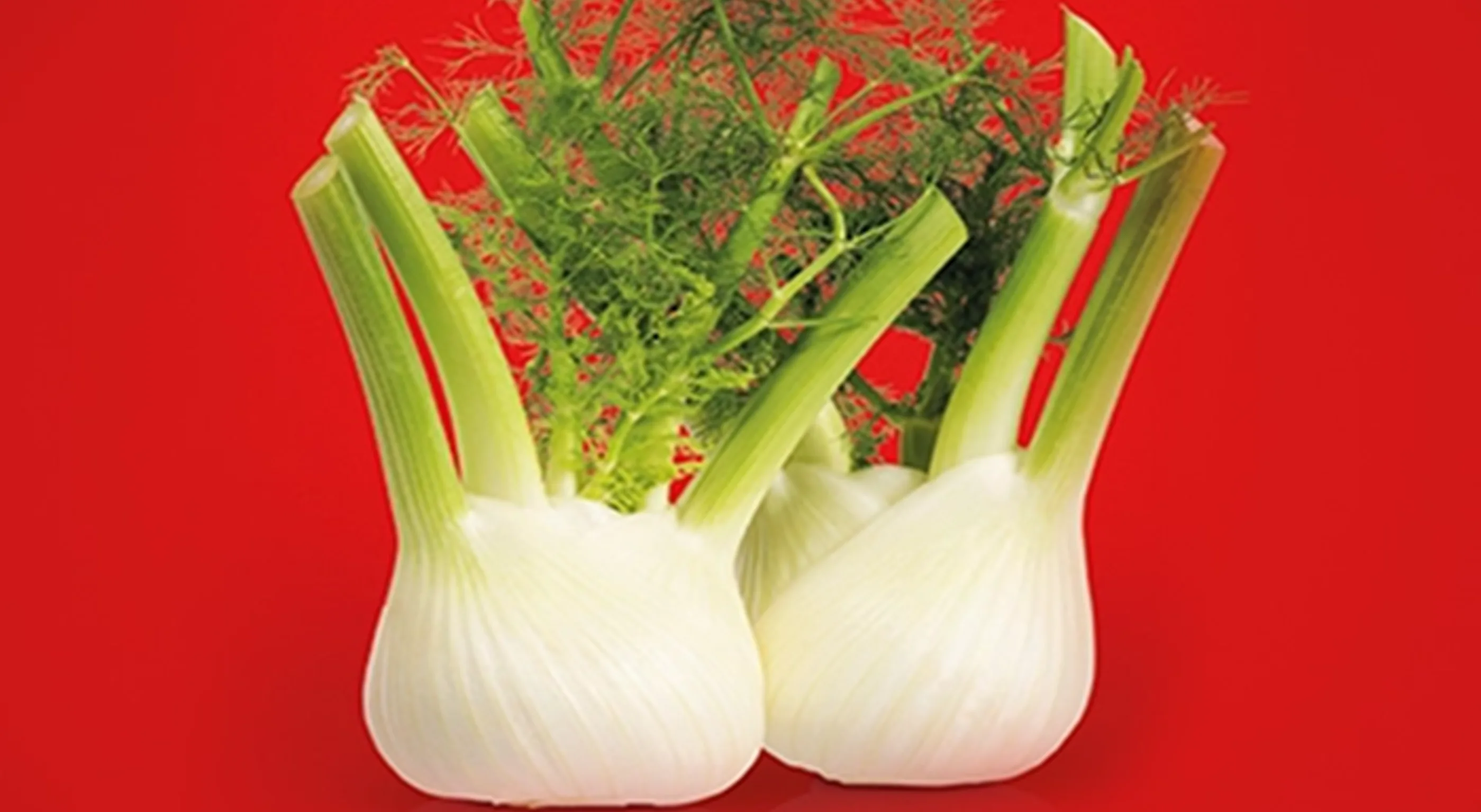 fennel